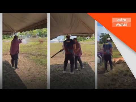 Polis Kangar siasat MB Perlis tembak lembu korban thumbnail