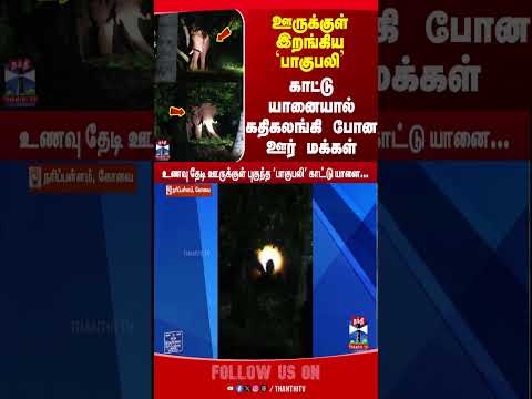 Kovai | Bahubali | Elephant | ViralVideo thumbnail