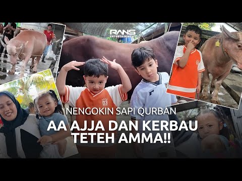 AJJA BERANI MASUK KANDANG SAPI LIAT SAPI-SAPI MONSTER, AMMA SENENG BANGET LIAT KERBAUNYA thumbnail