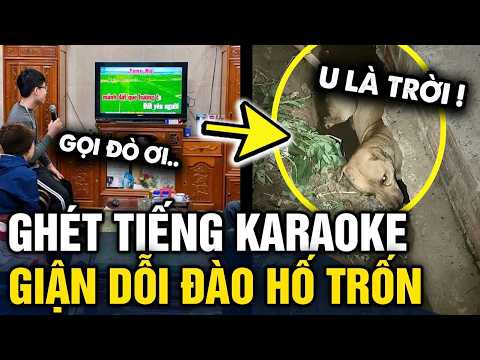 Đã HÁT DỞ còn hay hát karaoke, con boss giận dỗi ra vườn ĐÀO HỐ TRỐN | Tin 3 Phút thumbnail