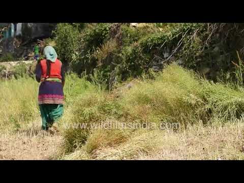 Mustard crop harvesting on the steep terraced slopes of Agora Village, Uttarakhand thumbnail