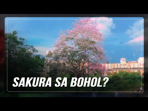 Mala-cherry blossoms na Pink Trumpet tree atraksyon sa Tagbilaran, Bohol | ABS-CBN News thumbnail