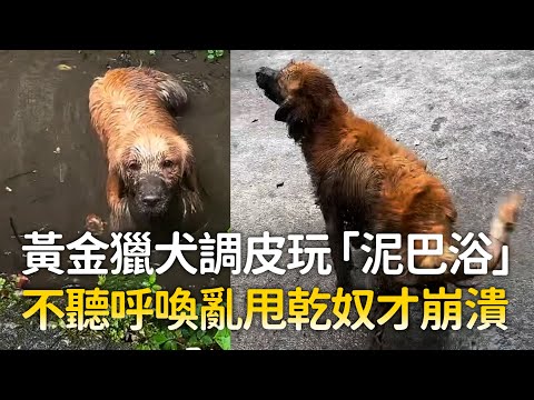 黃金獵犬調皮玩「泥巴浴」　不聽呼喚亂甩乾奴才崩潰 ｜#寵物雲 thumbnail