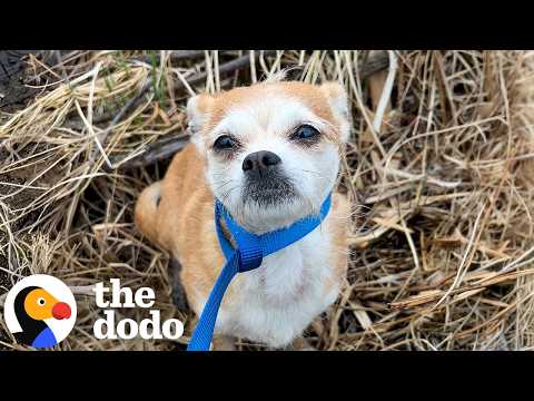 Woman Rescues A Tiny Dog During Her Work Commute | The Dodo thumbnail