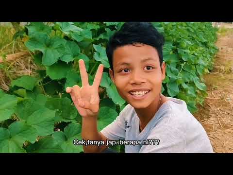 comedy bidayuh (gila-gila)?? thumbnail