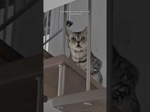 Code Red #katzen thumbnail