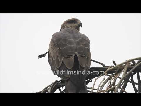 Black Kite perched on a tree branch in New Delhi thumbnail