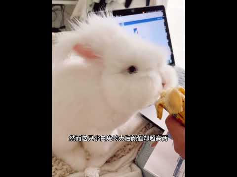 刚出生不久的小兔子，被雨水冲出洞穴，女子见到后做法太暖心了！ #animals #动物救助 #主人 #pets #cute #萌宠 #寵物友善日常 #感人壹幕 thumbnail