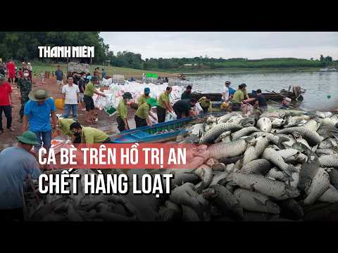 Cá bè trên hồ Trị An bất ngờ chết hàng loạt thumbnail