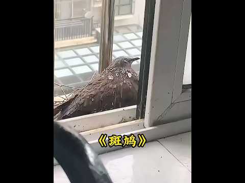 斑鸠来到小哥家避雨却躲了个寂寞，没想到它是保护未出生的孩子 #animals #斑鸠  #dove thumbnail