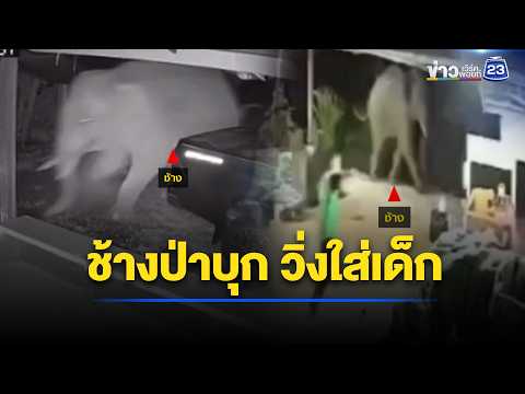 นาทีชีวิต! ช้างป่าบุกชุมชน วิ่งปรี่ใส่เด็ก l ตลาดข่าว - ข่าวเช้าเวิร์คพอยท์ l 4 มิ.ย.69 thumbnail