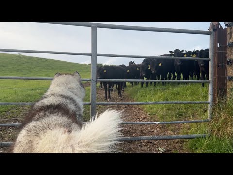 Chased By Cows! They Won't Leave Us Alone! (Niko Guard Dog!!) thumbnail