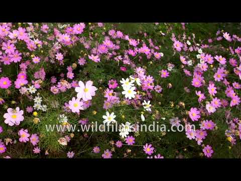 Cosmos flower meadow blooming at Jabbarkhet botanical arboretum thumbnail