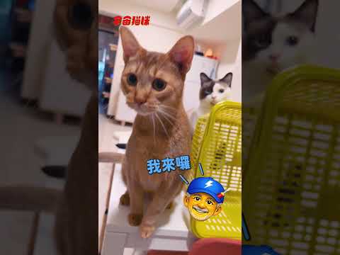 我家貓凌晨闖進廁所 把排水孔給拆了 #魯比 #二哈 #拆家 #搞笑 thumbnail