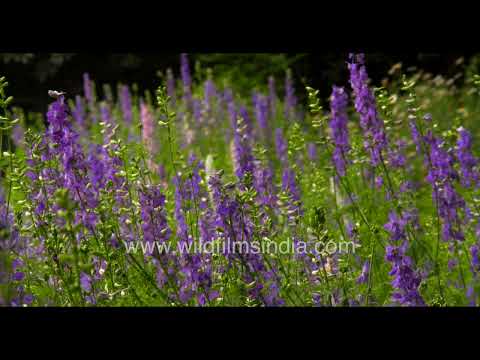 Blooming Larkspur flowers cover Jabbarkhet botanical arboretum in vibrant purple hues thumbnail