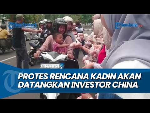 BAGI-BAGI TELUR, Peternak Rakyat Tulungagung Protes Rencana Kadin Akan Datangkan Investor China thumbnail