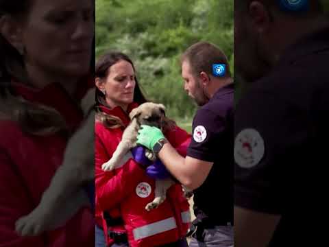 Straßenhunde im Kosovo werden sterilisiert thumbnail