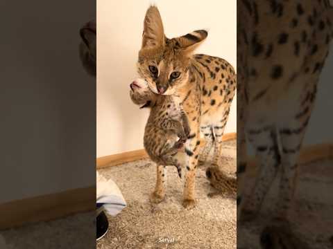 Turns out the serval is the real “Spring Cat.” #Serval#caracal#pet#wild animal thumbnail