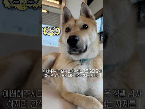 주는 대로 다 받아먹더니 살찐 태평이 #견생역전_태평이 thumbnail