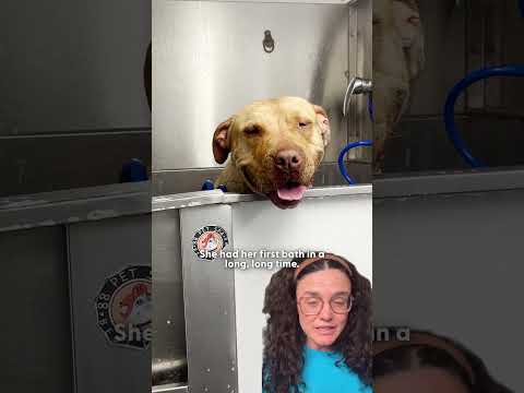 Abandoned Pittie Was Crying For Help — But Wouldn’t Leave Her Friend Behind | The Dodo thumbnail