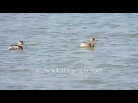 Chilika Lake blue wetlands with Little Grebes swimming across calm rippling waters Odisha thumbnail