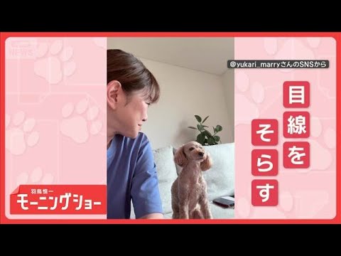 ツンデレ犬　チョンチョンするのに…振り向かれるとプイッ　なぜそっぽを向くの？【羽鳥慎一モーニングショー】(2026年6月3日) thumbnail