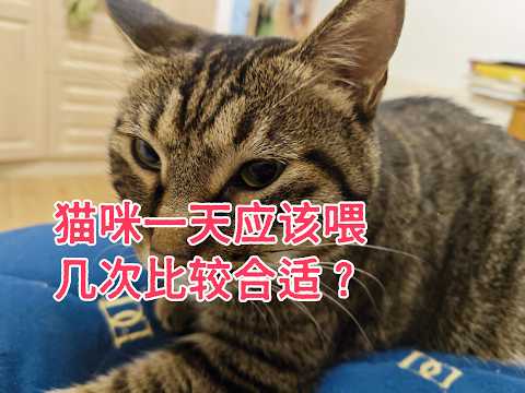猫一天到底喂几次合适？ thumbnail