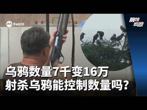 前线追踪 | 乌鸦数量7千变16万 射杀乌鸦能控制数量吗？ thumbnail