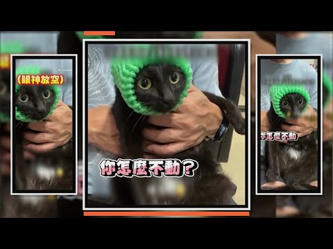 水果網套貓咪頭上　竟眼神呆滯超乖不反抗XD thumbnail