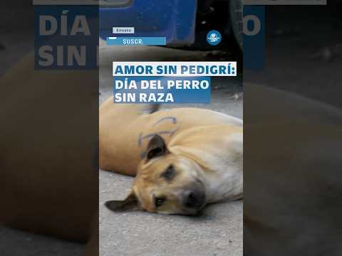 ¿Por qué se celebra el Día del Perro sin Raza el 28 de mayo?; 5 razones para adoptar un lomito thumbnail