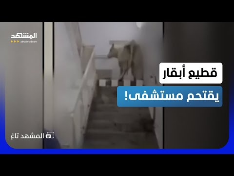 اقتحام قطيع أبقار لمستشفى بألمانيا.. شاهد صدمة الطاقم الطبي  - المشهد تاغ thumbnail