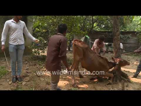 Veterinarian performing reproductive health examination on a cow thumbnail