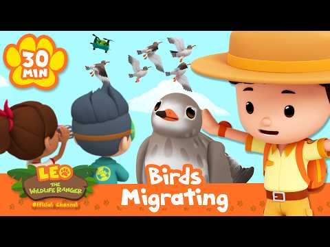 🕊️ Birds that Migrate Around the World! 🦅 Leo the Wildlife Ranger | Learning Animal Cartoons thumbnail