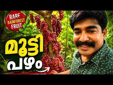 Mootti Fruits | Farm in Kerala  thumbnail