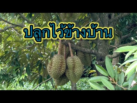 #เที่ยวน้ำหนาวกับเพื่อน #แวะชมต้นทุเรียนปลูกไว้ข้างบ้าน น่าอิจฉาจังเลยบ้านเรามีใครปลูกได้ผลผลิตไหม thumbnail