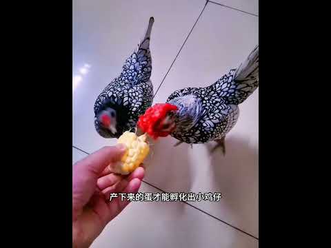 女子意外捡得到只小鸡仔，将其养大后，它的羽毛太有个性了！ #animals #动物救助 #动物救助 #寵物友善日常 #主人 #pets #感人壹幕 #搞笑 thumbnail