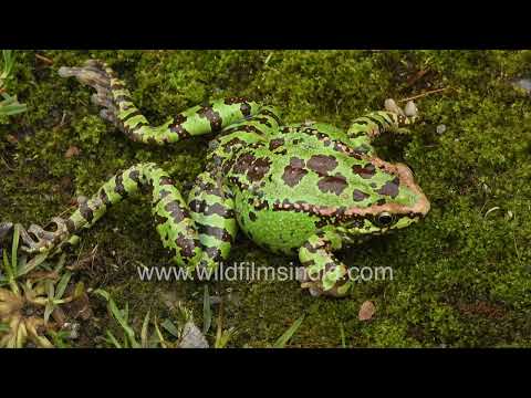 Himalayan Tree Frog camouflaged on the forest floor in Jabbarkhet Mussoorie thumbnail