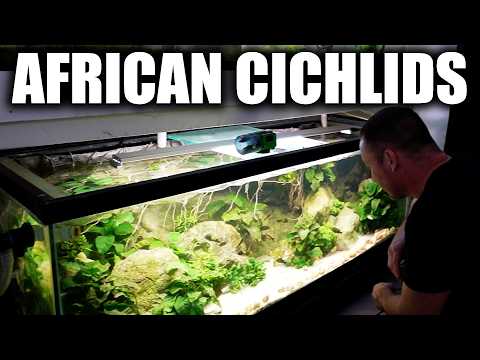 THE ULTIMATE AFRICAN CICHLID AQUARIUM - How to keep THEM thumbnail