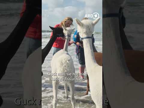 🏖🐪 Zeeland: Am Strand mit Alpakas | #wunderschoen #ardreisen thumbnail