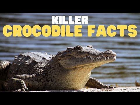 Killer Crocodile Facts | Learn about these ancient reptiles thumbnail