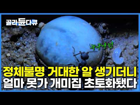 벌처럼 생긴 놈이 다가와 알 낳더니, 얼마 후 초토화 되어버린 개미 집 상황｜미스터리한 새끼 개미 실종 사건의 전말｜꽃등에｜다큐프라임｜#골라듄다큐 thumbnail