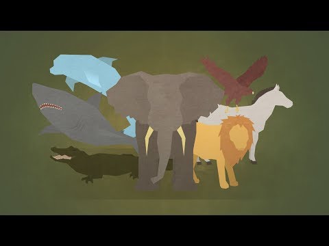 Top 10 Facts - Animals thumbnail