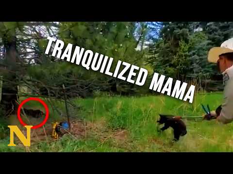 Rangers Race to Free Bear Cub Before Mom Wakes Up thumbnail