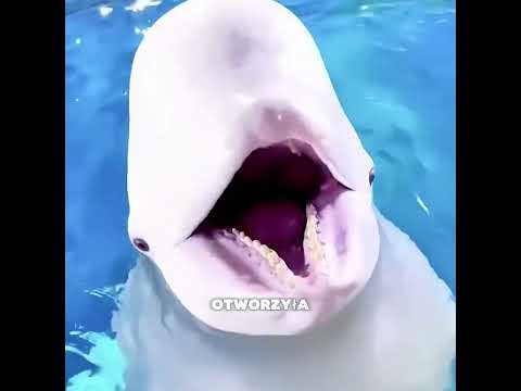 🐋 Dziewczyna i bieługa, które nigdy o sobie nie zapomniały 💙 thumbnail