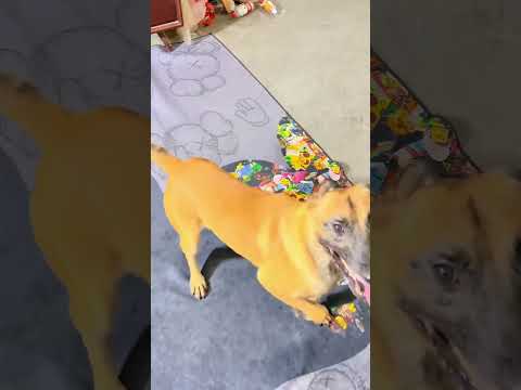 dog coach #dogcoach #dog #dogshorts  #malinois thumbnail