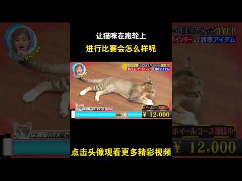 让猫咪在跑轮上进行比赛会怎么样呢  #综艺 #解说 #解說 thumbnail
