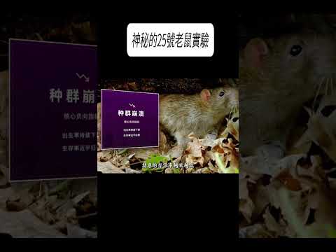 神秘的25號老鼠實驗#科普 #漲知識 thumbnail