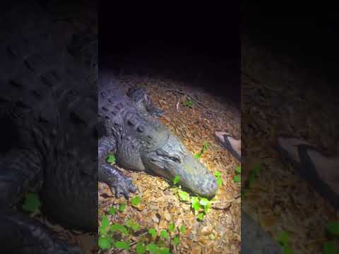 10ft Gator asks for help!! #gator #animals thumbnail