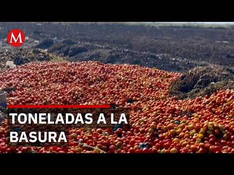 Crisis del jitomate: Mientras el precio rompe récords, toneladas son desechadas en los campos thumbnail