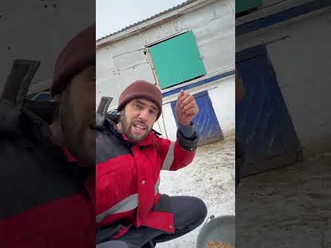 Лайфхак! Ваши курицы скажут вам спасибо! thumbnail